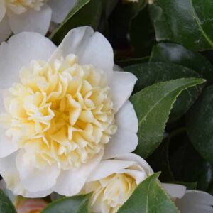 Camellia japonica 'Brushfield's Yellow' 100-125 cm